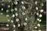 Imagen de Guirnalda Tela Rosas Blancas (1,20m)