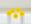 Picture of Rosetones Amarillos papel (5 unidades)