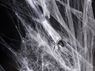 Imagen de Telaraña Blanca Halloween (60g)