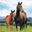 Picture of Servilletas de Caballos papel 33cm (16 unidades)