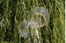 Imagens de Globo Burbuja Transparente Love Dorado (60cm)