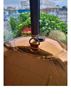 Imagen de Globo Mirror Ball Inflable Dorada (60cm)